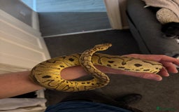 Python Snake reptiles for sale: Albino Lesser Male Ball Python  - Image 6