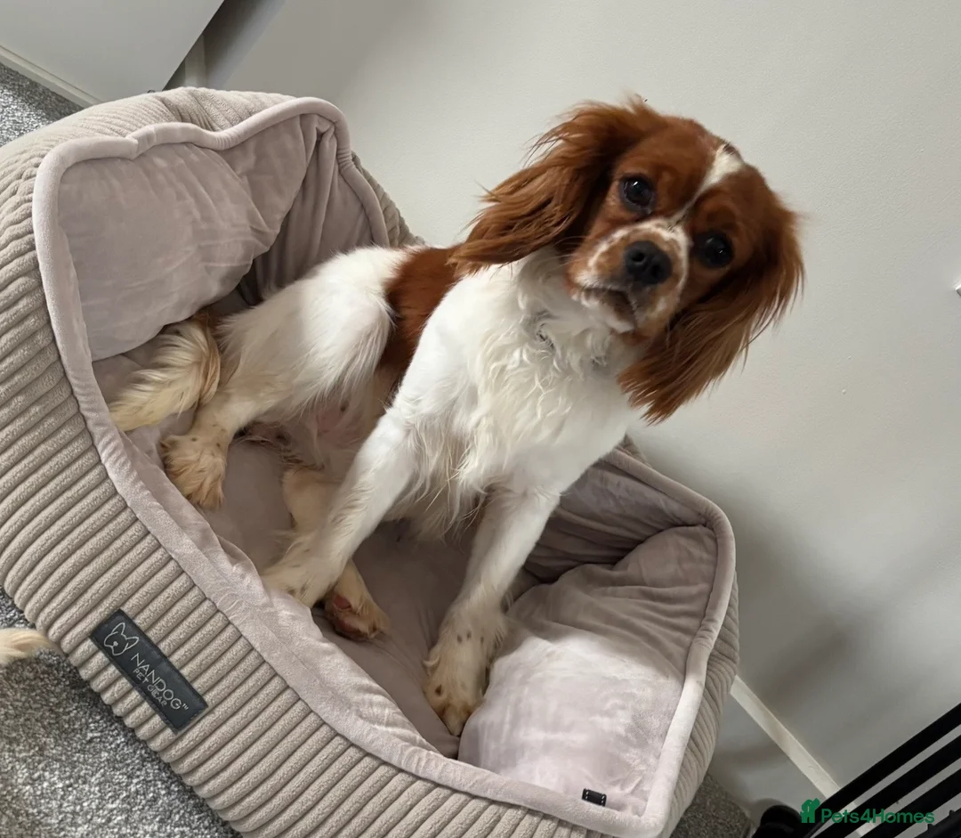 Cavapoo dogs for sale: Beautiful f1 cavapoo puppies  - Advert 2