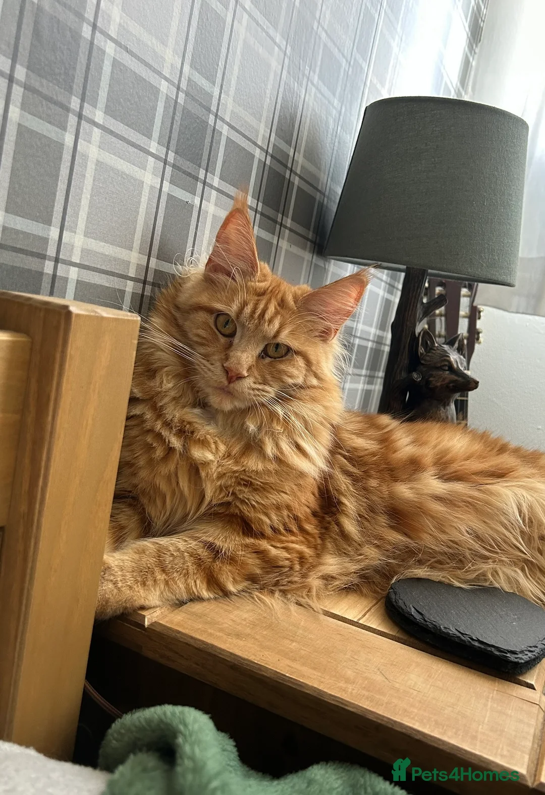 Maine Coon cats for sale: Ginger Female Adult Maine Coon - Advert 1