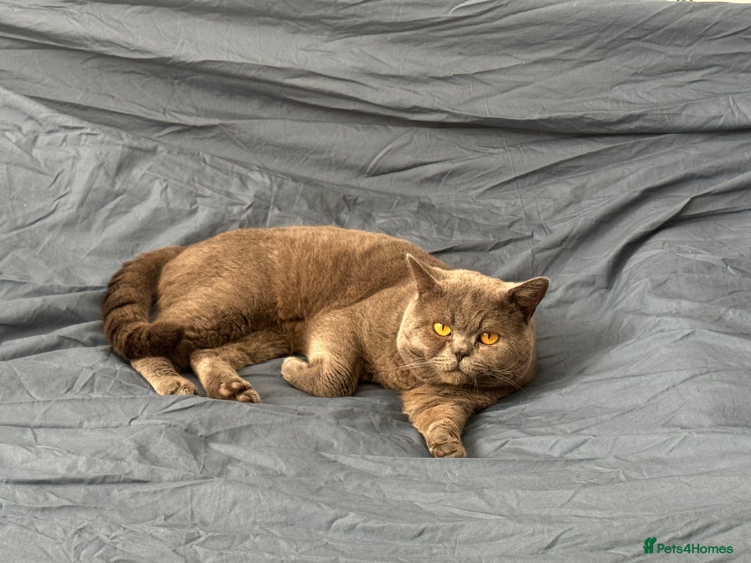 British Shorthair cats for sale: Beautiful British Short Hair - Advert 8