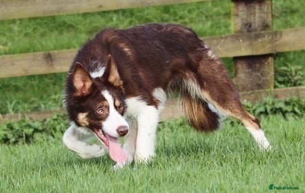 Border Collie dogs Parkhills Matt - ISDS DNA MDD Clear 272  - Advert 2