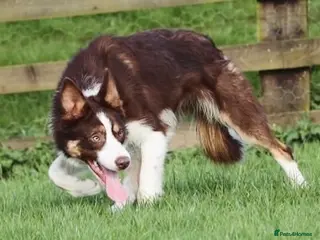 Border Collie dogs Parkhills Matt - ISDS / KC DNA MDD Clear 272 - Advert 2