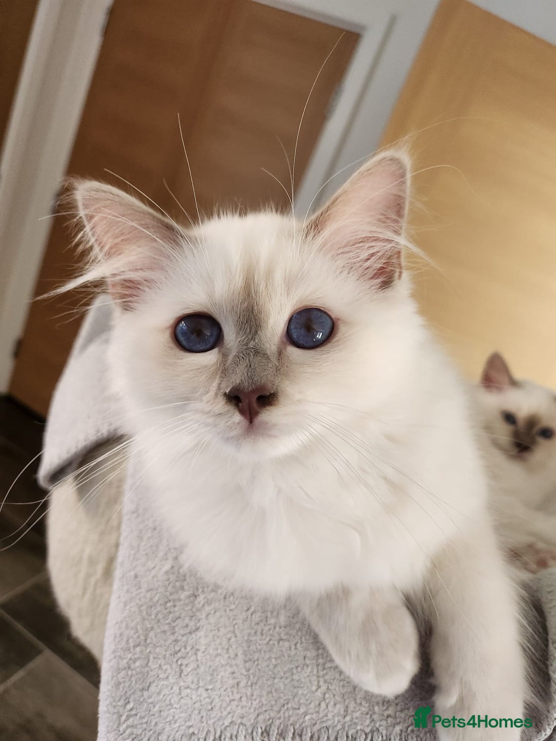 Birman cats for sale: Birman babies ready now. 26 years experience  in Billingham - Image 12