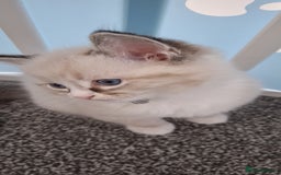 Ragdoll cats for sale: Beautiful Ragdolls 4 boys and 2 girls  - Image 8
