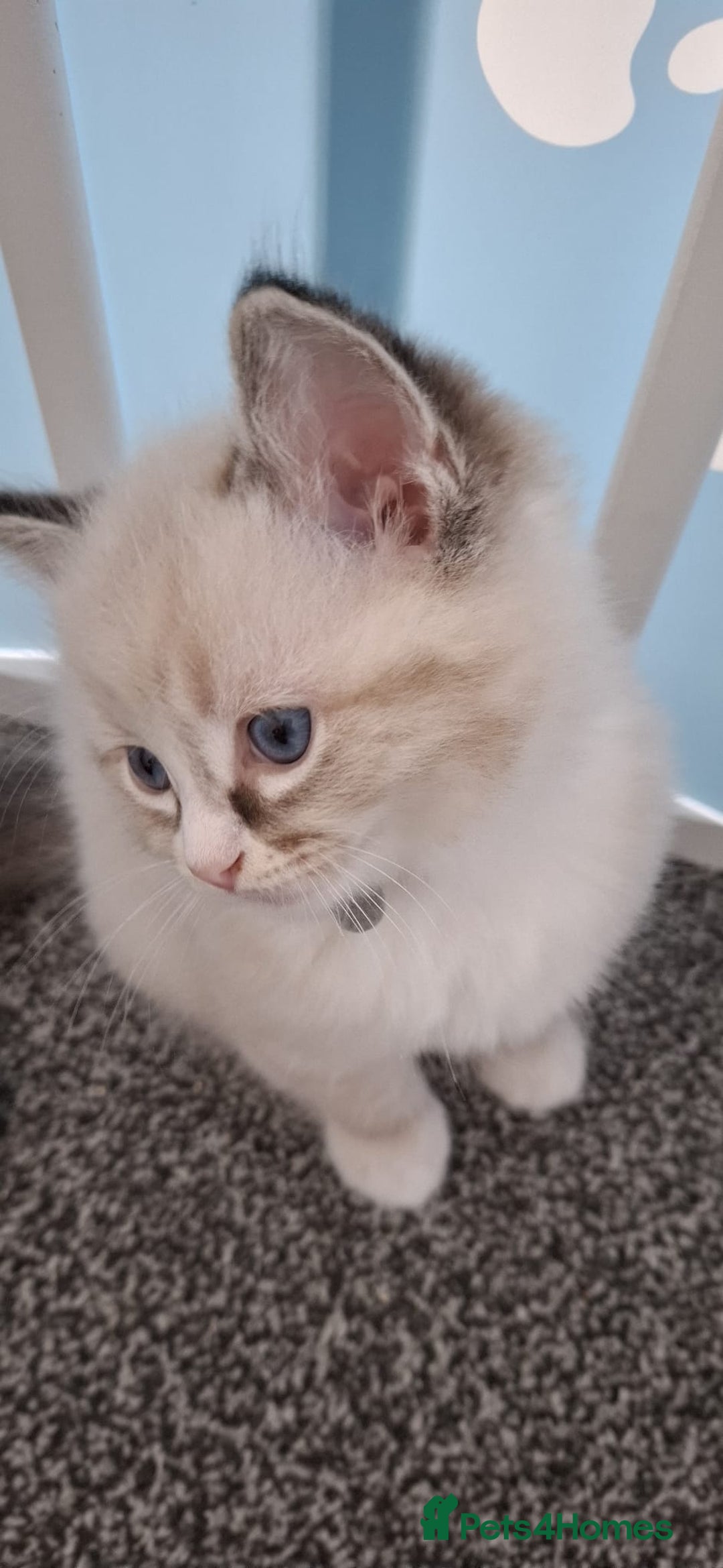 Ragdoll cats for sale: Beautiful Ragdolls 4 boys and 2 girls  - Image 8