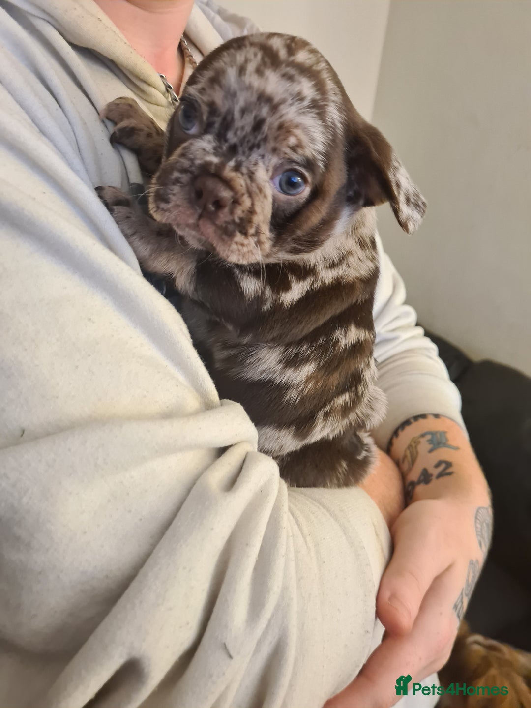 Frug dogs for sale: Frug boys for sale £1,200 - £750 - Advert 6