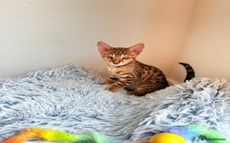 Savannah cats for sale: TICA Reg F3 Savannah Female Kitten ONE LEFT - Image 29