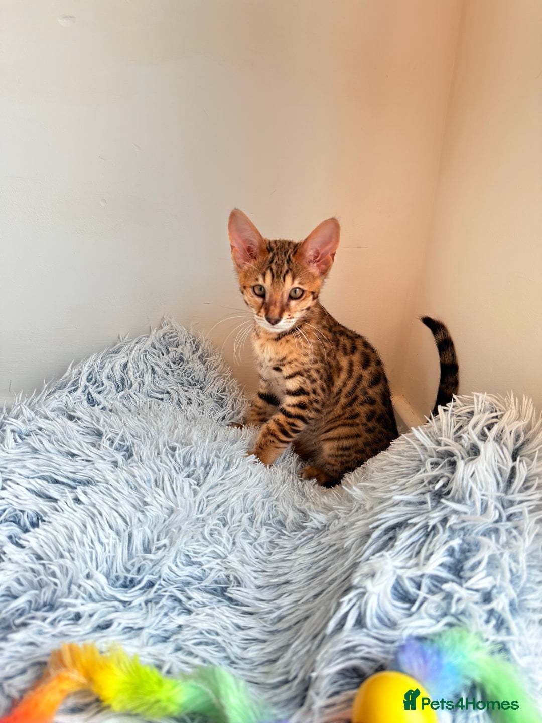 Savannah cats for sale: TICA Reg F3 Savannah Female Kitten ONE LEFT - Image 29