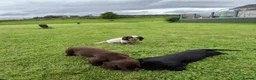 Cocker Spaniel dogs for sale: Working cocker spaniel pups  - Advert 10