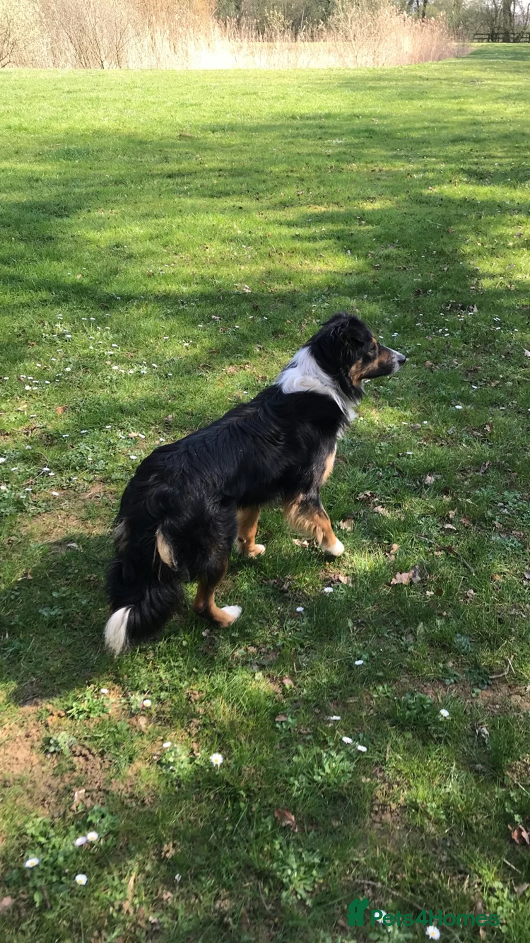 Border Collie dogs for sale: Robbie, 9 year old working Border Collie - Advert 14