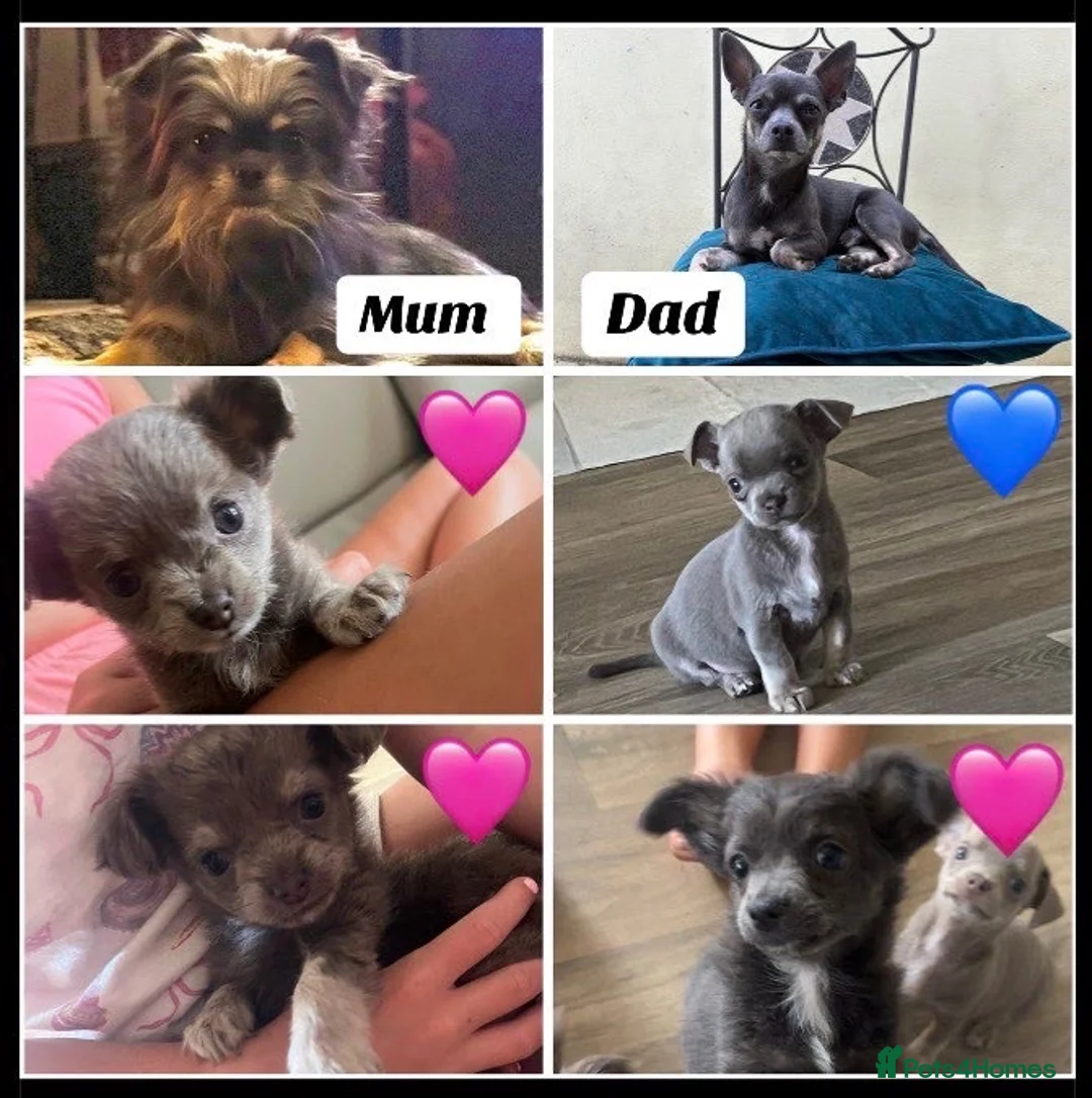 Chihuahua dogs for sale: Chihuahuas - Advert 1