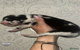 Great Dane dogs for sale: HARLIQUIN & BLACK PUPS KC REGISTERED  - Image 8
