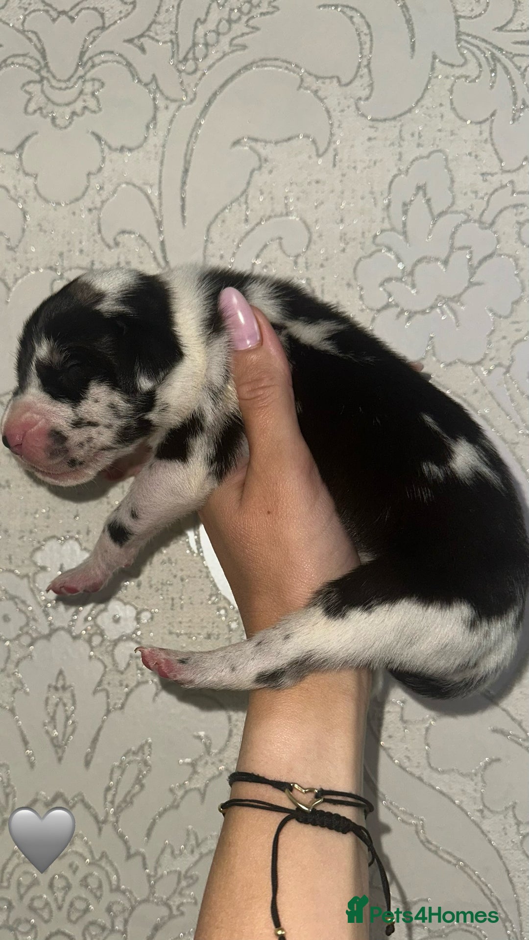 Great Dane dogs for sale: HARLIQUIN & BLACK PUPS KC REGISTERED  - Image 8
