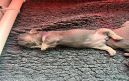 French Bulldog dogs for sale: 2nd litter of ⭐Jesus⭐️ natk9 frenchies - Image 17