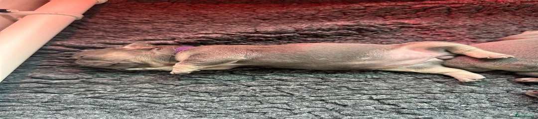 French Bulldog Puppy 4