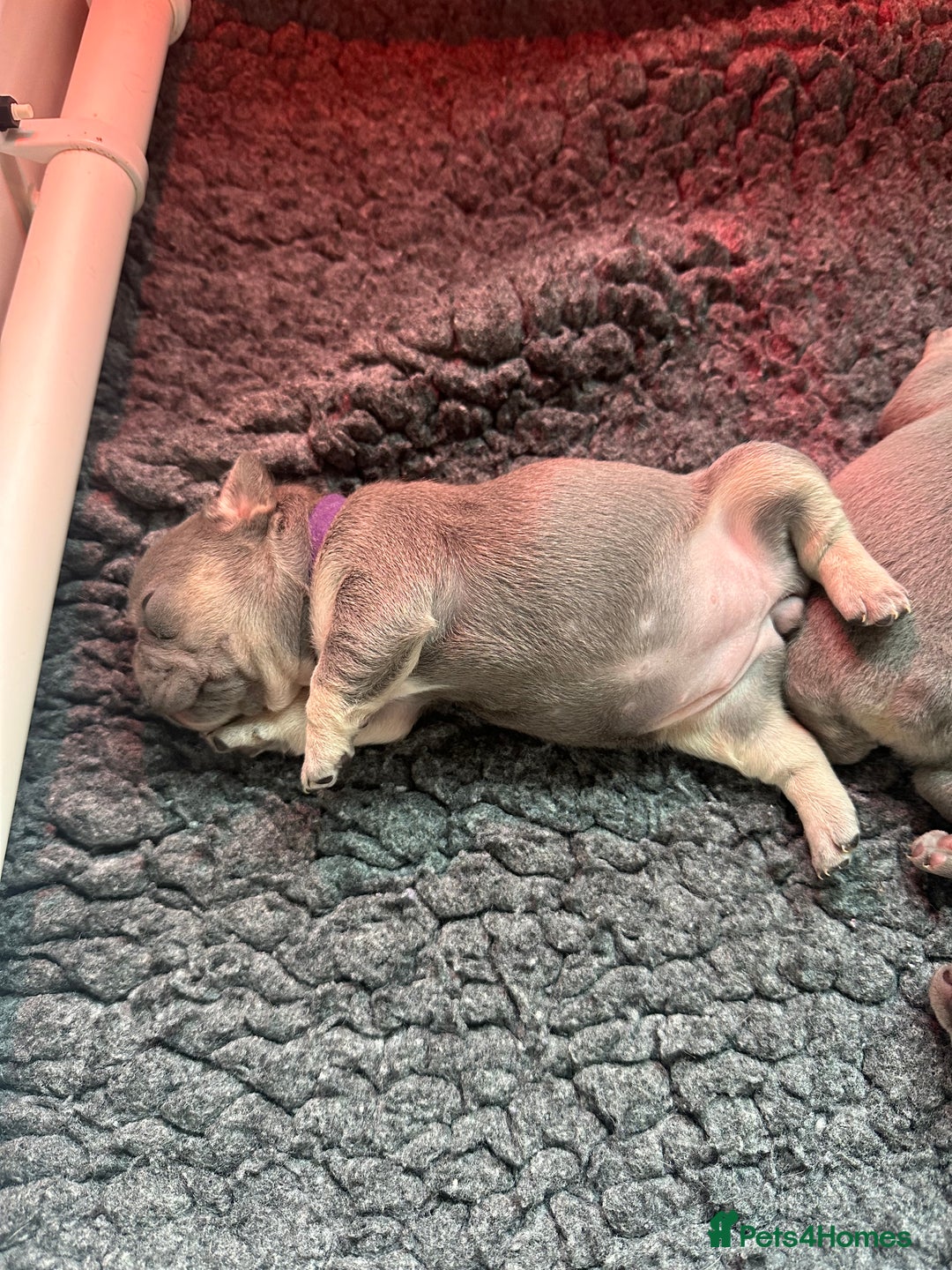 French Bulldog dogs for sale: 2nd litter of ⭐Jesus⭐️ natk9 frenchies - Image 17