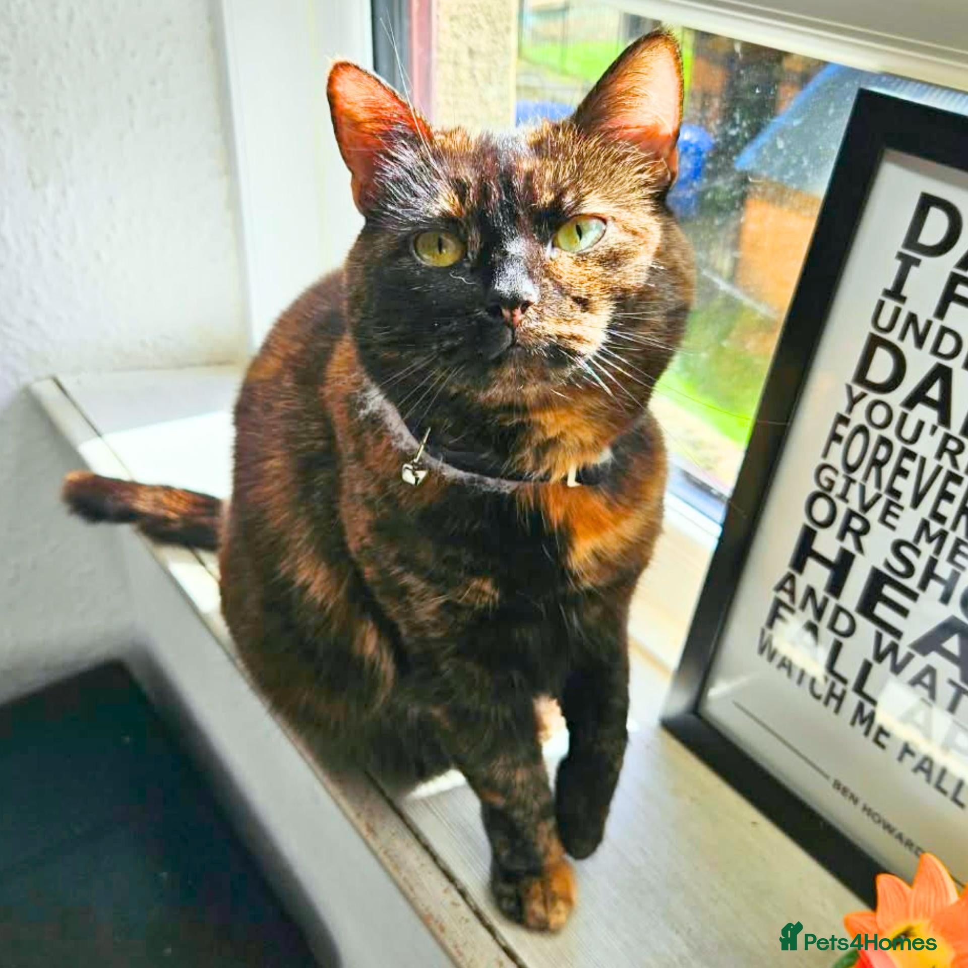 Mixed Breed cats Toffee is your Ride or Die - Advert 1
