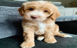 Cockapoo dogs for stud: Proven F/F Red Cockapoo DNA Tested - For Stud in Coventry - Image 16