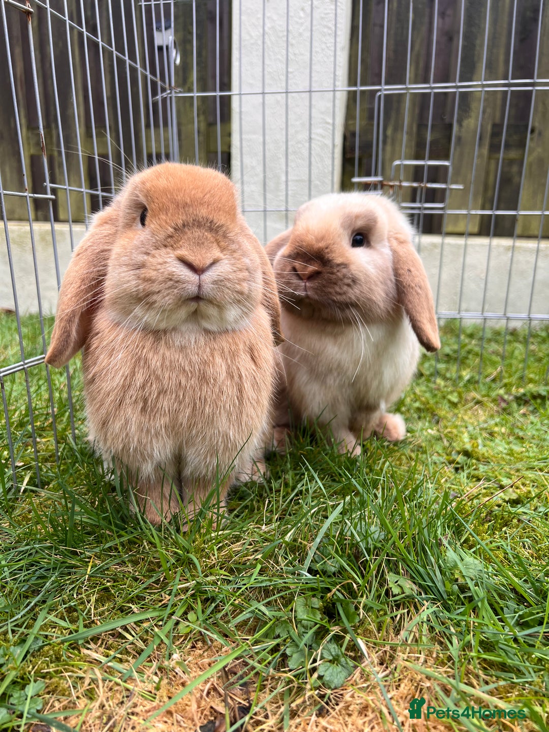 Mini Lop rabbits for sale: Pair of Bunnies - Image 1