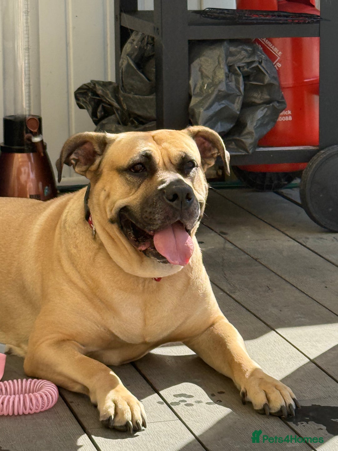 Presa Canario dogs for sale: 4 year old Skye  - Advert 4