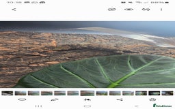 Gecko reptiles for sale: Male Leachie Gecko - Image 4