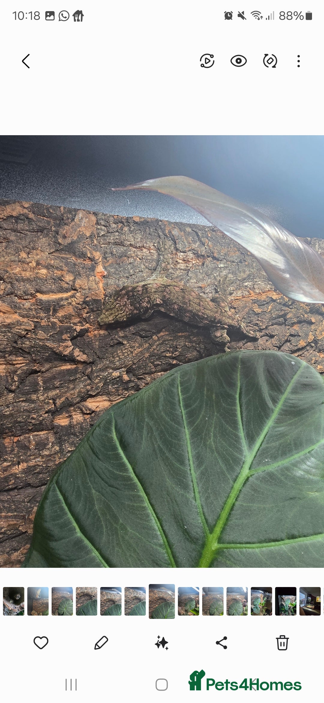 Gecko reptiles for sale: Male Leachie Gecko - Image 4