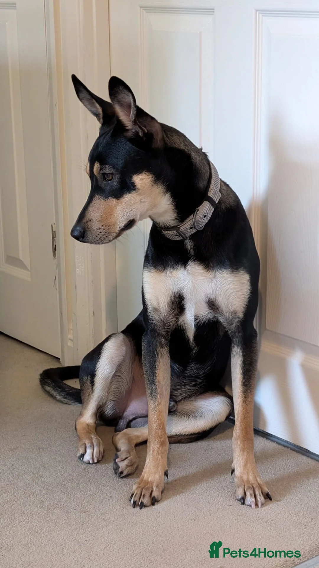 Mixed Breed dogs for adoption: Oreo - very sweet lad - Advert 13