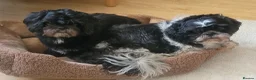 Shih Tzu dogs for sale: Shih tzu in Mansfield - Advert 2