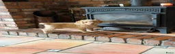 Labradoodle dogs for sale: Miniature Labradoodles frm licensed Exp breeder - Advert 15
