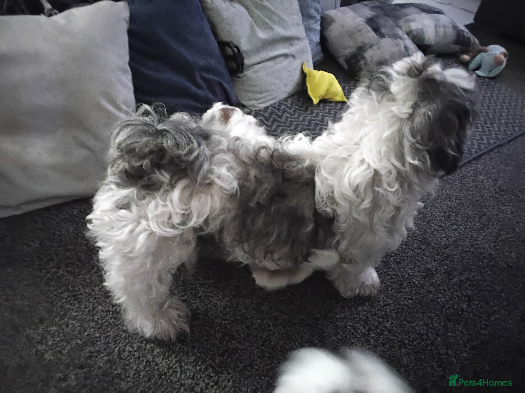 Shih Tzu dogs Ive 2 puppys ready to leave  - Advert 6