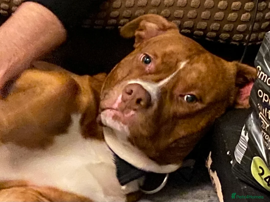 Mixed Breed dogs for sale: Staffy/Mastiff Cross in Manchester - Advert 3