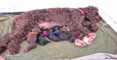 Cockapoo dogs in Brighouse - Advert 10
