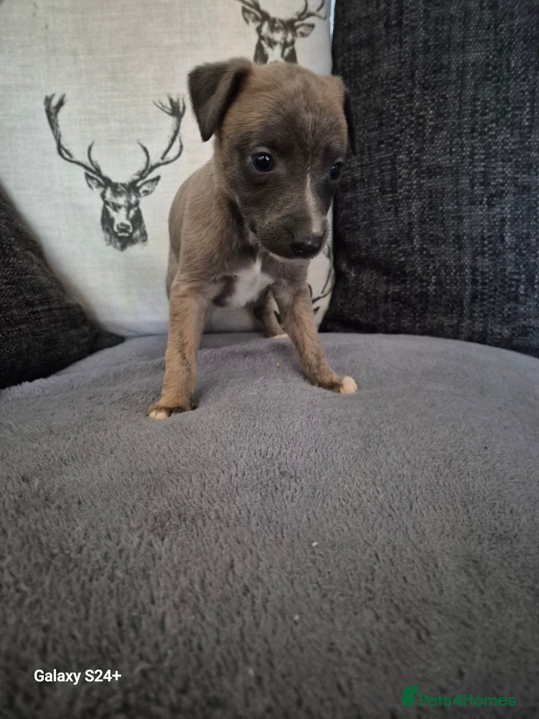 Whippet dogs for sale: Stunning whippet puppies  - Advert 12