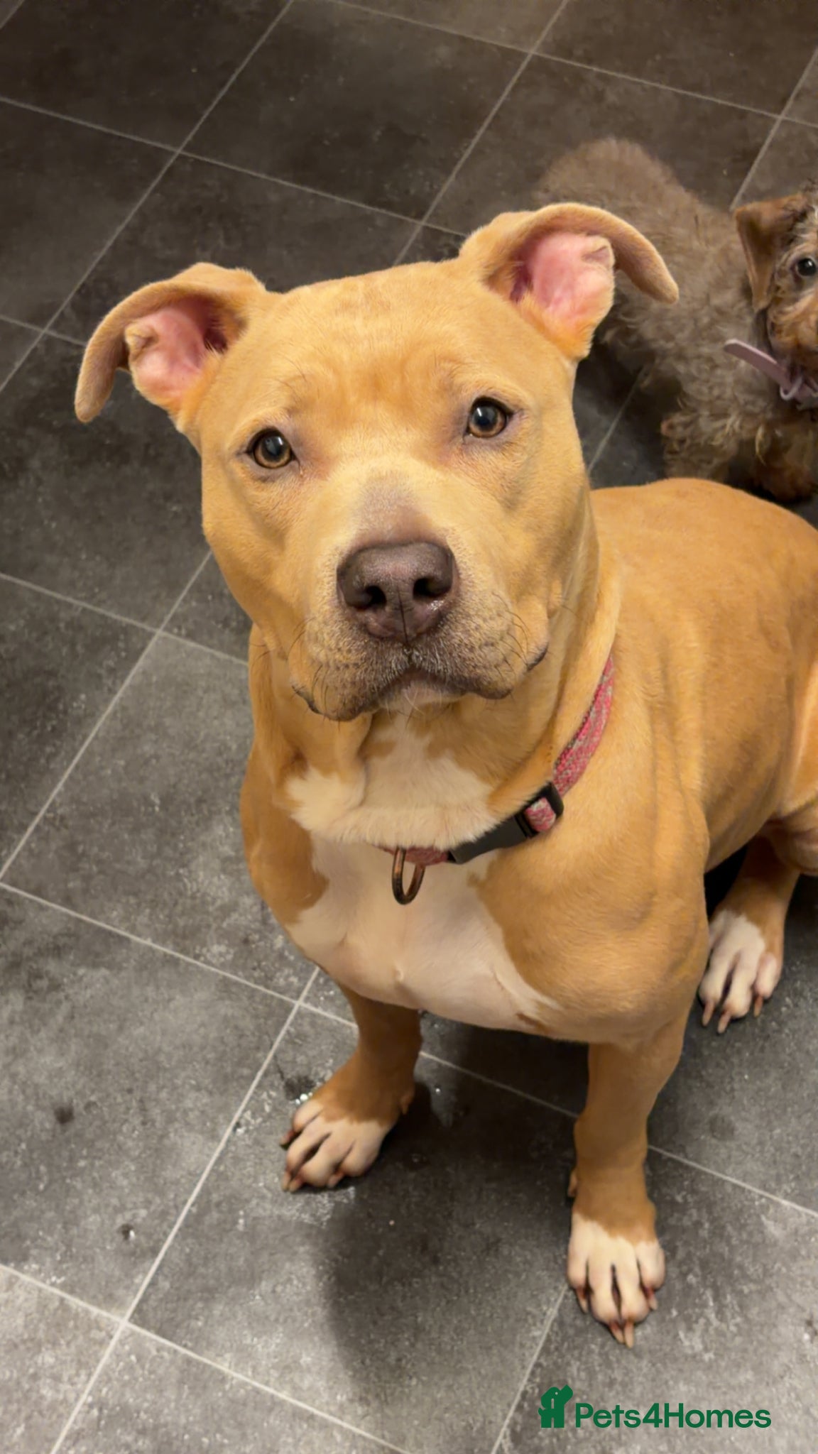 Mixed Breed dogs Beautiful dog for sale  - Advert 1