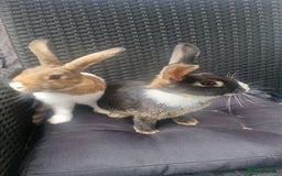 Mixed Breed rabbits for sale: Rabbits - Image 4