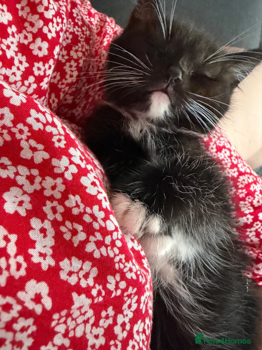 Domestic Shorthair cats for sale: Gorgeous fluffy boy Otis in Colchester - Advert 2