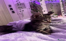 Mixed Breed cats for sale: Gorgeous Bengal Markings! READY NOW! - Image 4