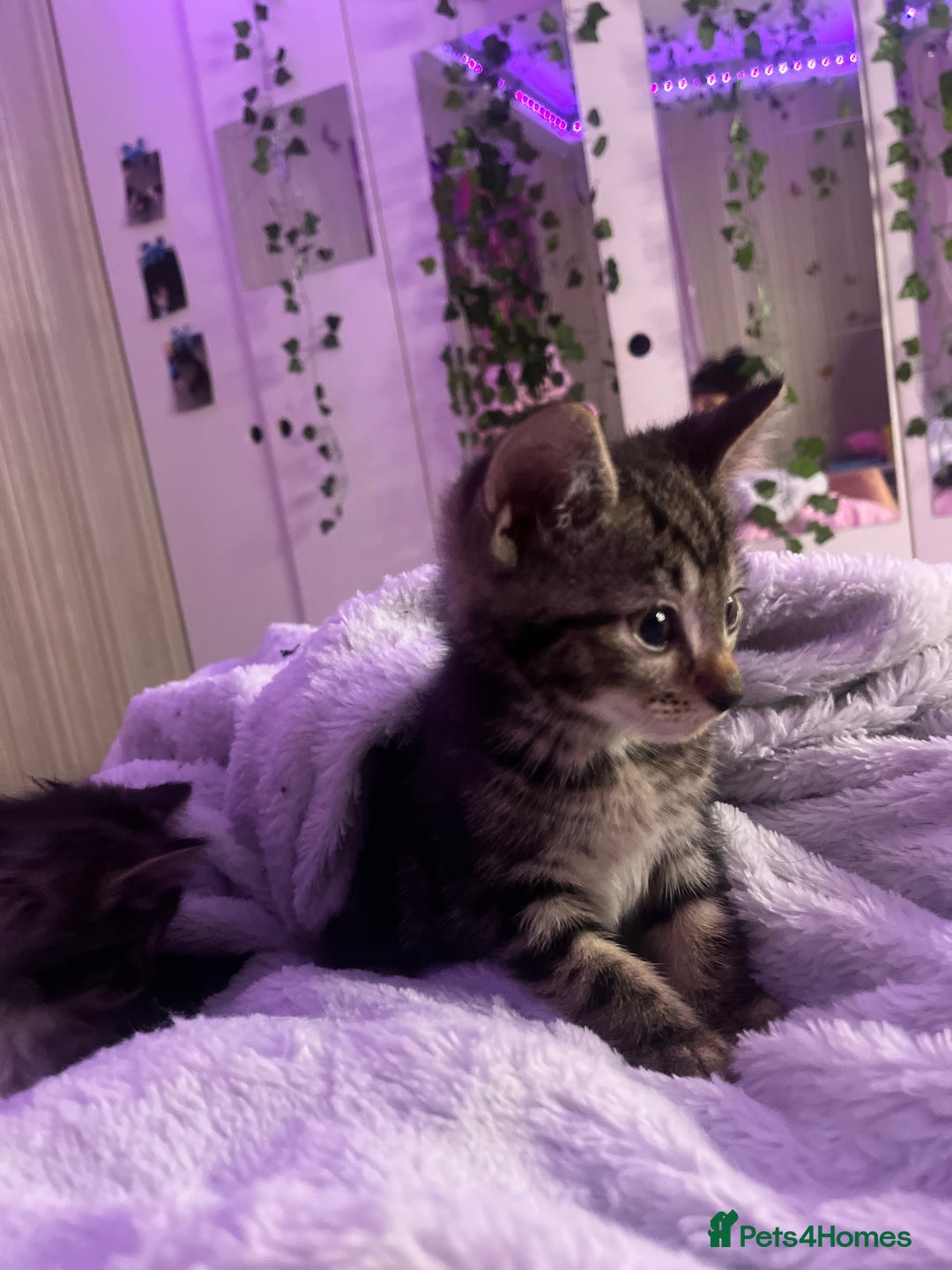 Mixed Breed cats for sale: Gorgeous Bengal Markings! READY NOW! - Image 4