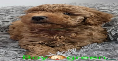 Maltipoo dogs - Advert 1