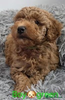 Maltipoo dogs - Advert 3