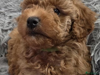 Maltipoo dogs - Advert 4