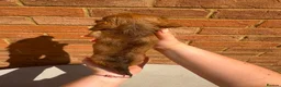 Miniature Dachshund dogs for sale: Champion bloodline miniature long haired dachshund - Advert 19