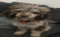Toy Poodle dogs for stud: Chocolate Merle poodle for stud.  - Image 3