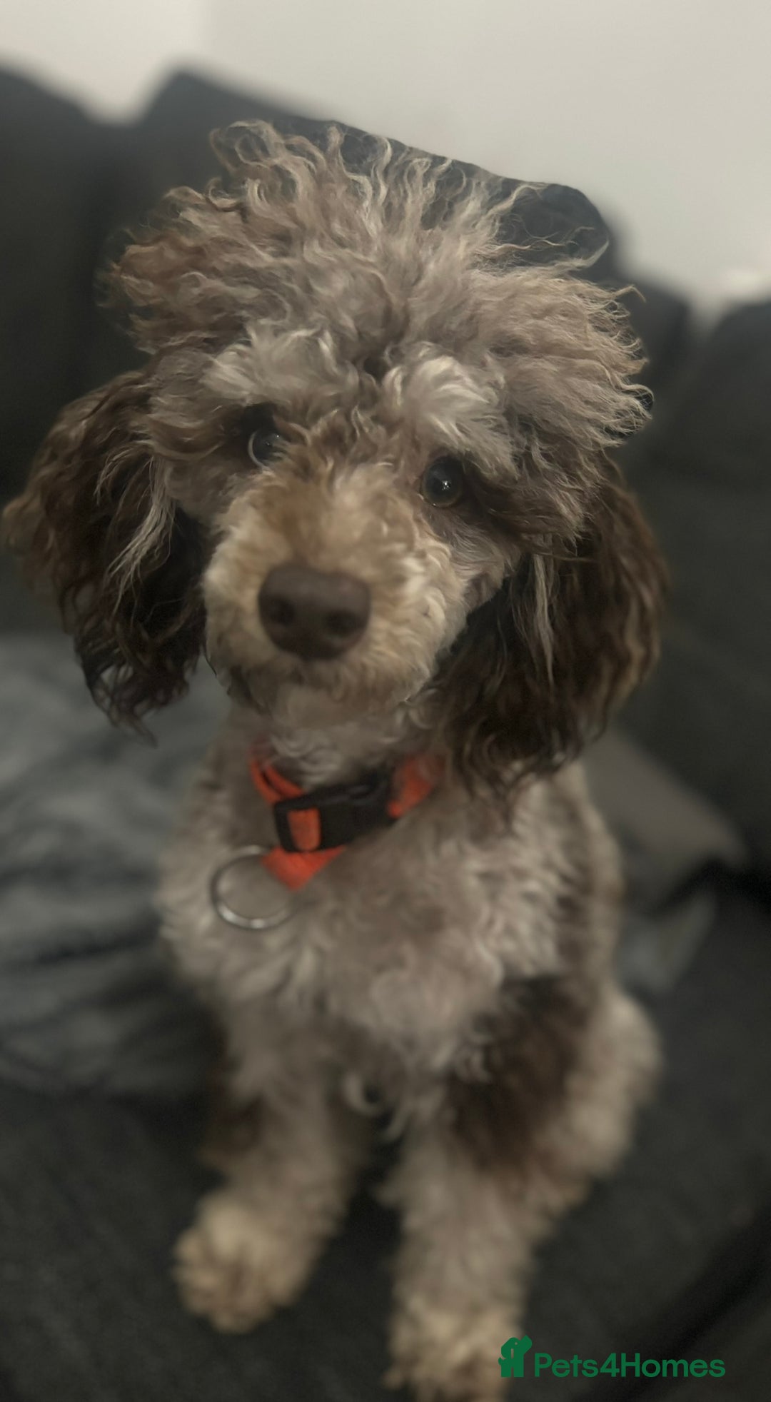 Toy Poodle dogs for stud: Chocolate Merle poodle for stud.  - Image 3