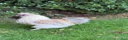 Chickens poultry for sale: 11 GORGEOUS 2 DAY OLD SILKIE CHICKS AVAILABLE  - Advert 12