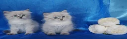 Siberian cats for sale: Siberian Kittens For Sale  - Advert 3