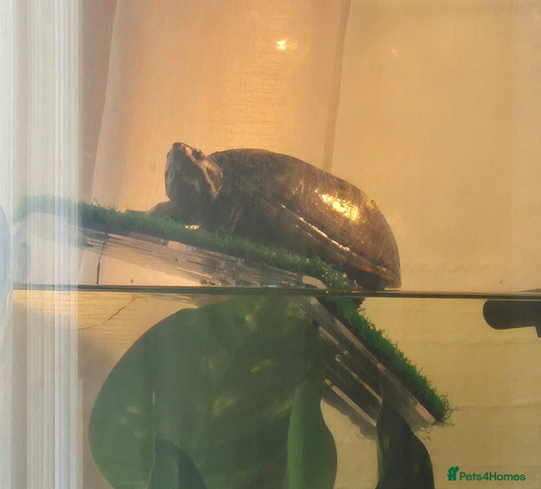 Turtle reptiles for sale: Common musk turtle - Image 1