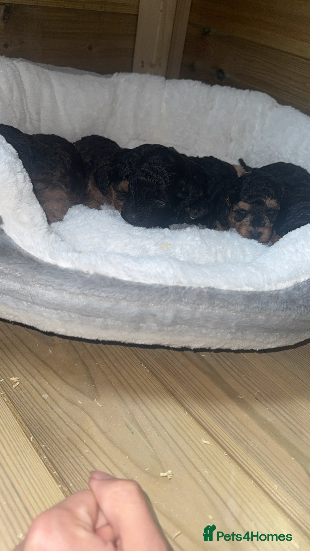 Cockapoo dogs for sale: Toy miniature cockapoo puppy’s  - Image 1
