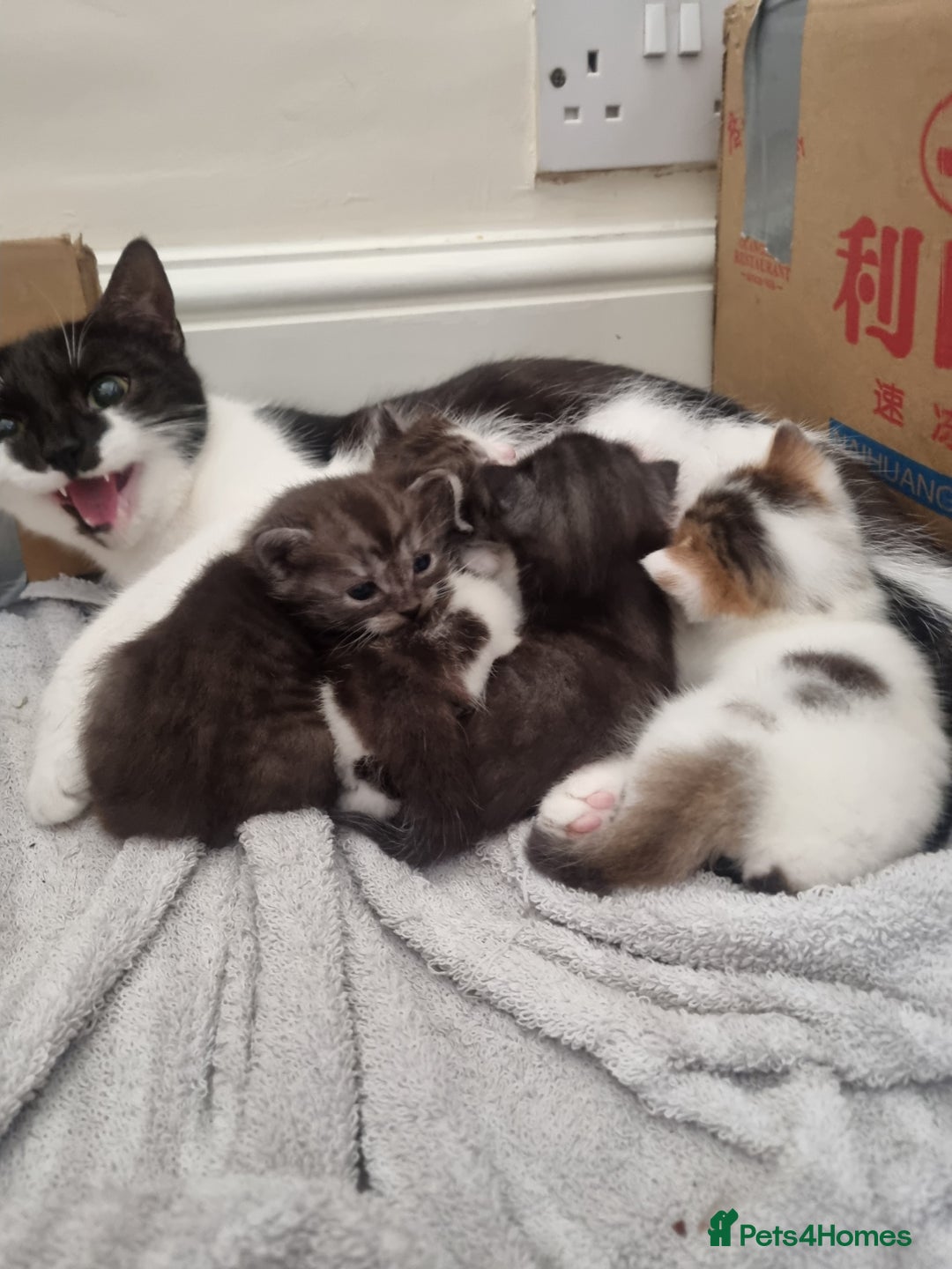 Mixed Breed cats for sale: Ghost tabby cat - Advert 2