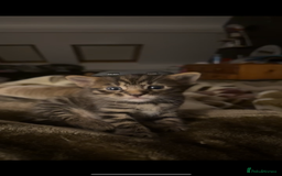 Bengal cats for sale: Cute bengal kittens for sale  - Image 16